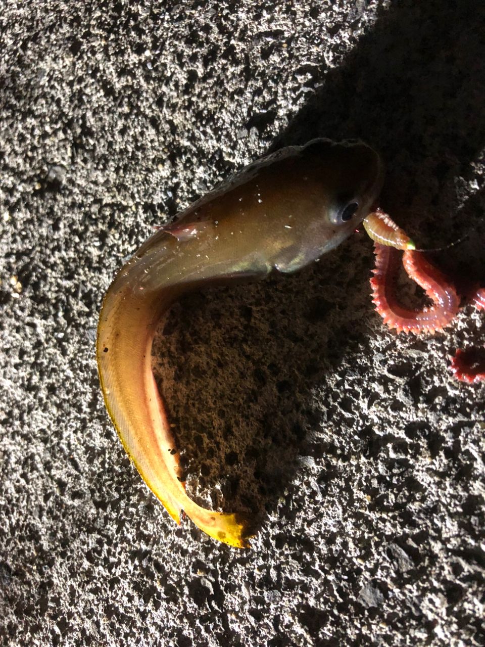 カサゴ