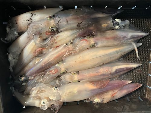 ケンサキイカの釣果