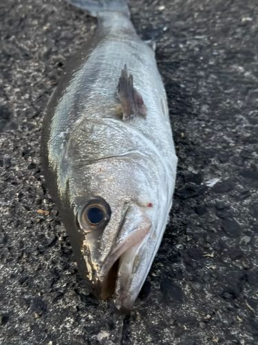 スズキの釣果