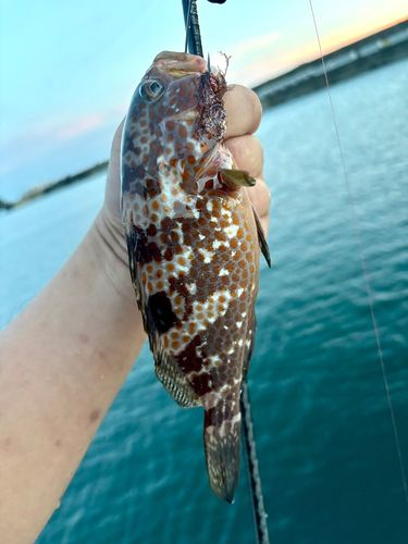 キジハタの釣果