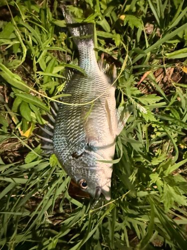 キビレの釣果