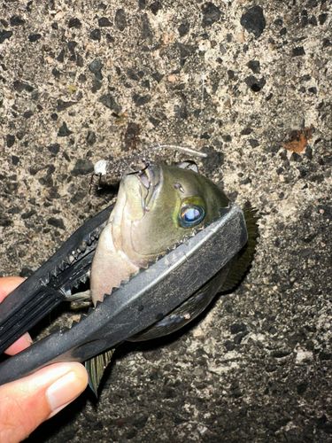 グレの釣果