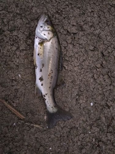 セイゴ（マルスズキ）の釣果