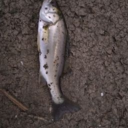 セイゴ（マルスズキ）