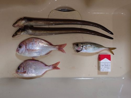 タイの釣果