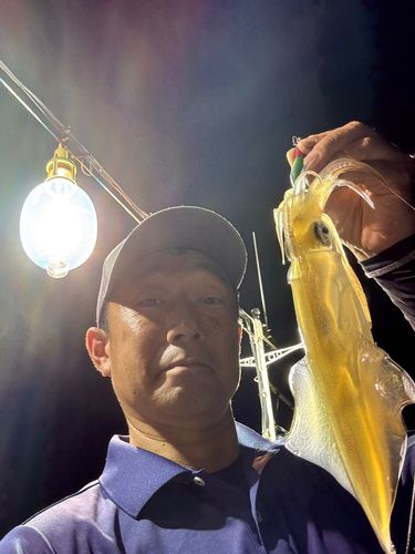 ケンサキイカの釣果