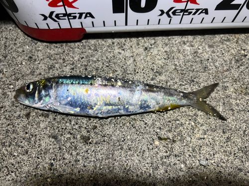 イワシの釣果