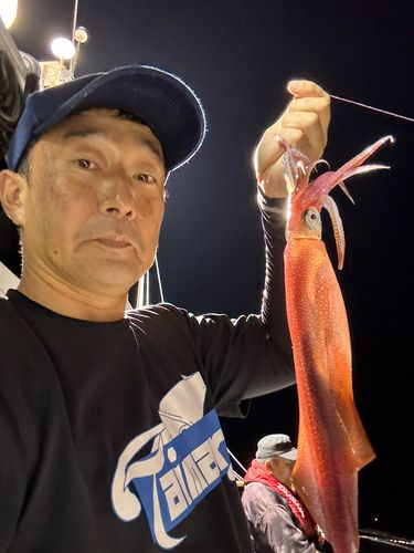ケンサキイカの釣果