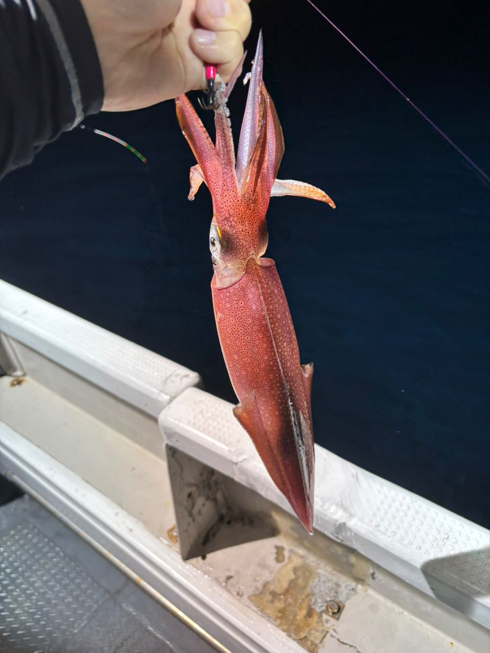 タッチーさんの釣果 3枚目の画像