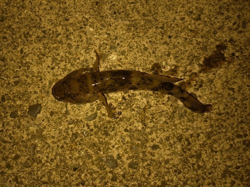 ハゼの釣果