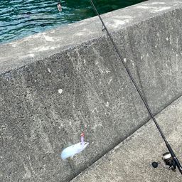 サバ