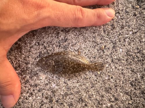 ヒラメの釣果