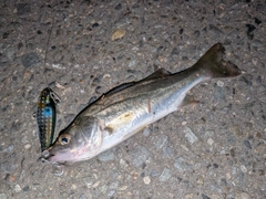 セイゴ（マルスズキ）の釣果