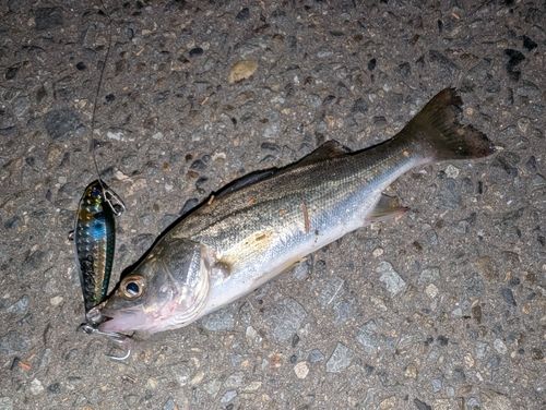 セイゴ（マルスズキ）の釣果