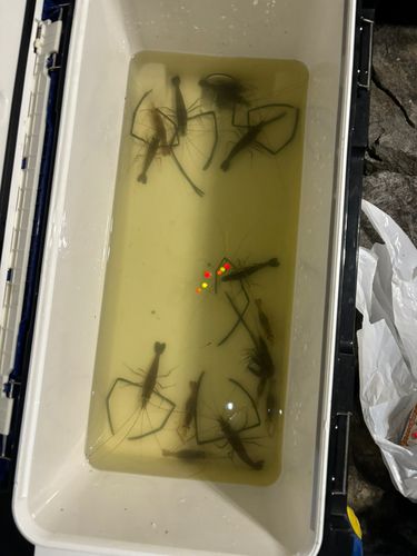 テナガエビの釣果