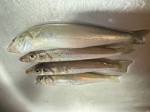 キスの釣果