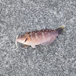 ベラ