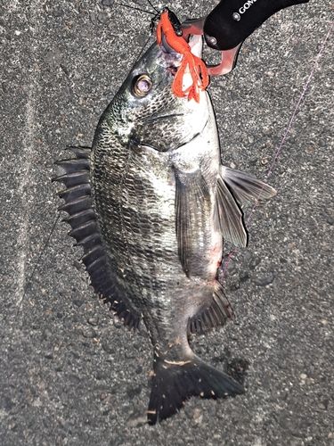 クロダイの釣果