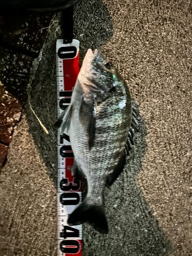 チヌの釣果