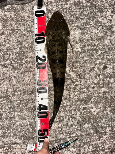マゴチの釣果
