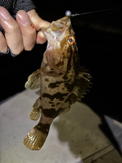 ベッコウゾイの釣果