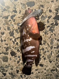 アコウの釣果