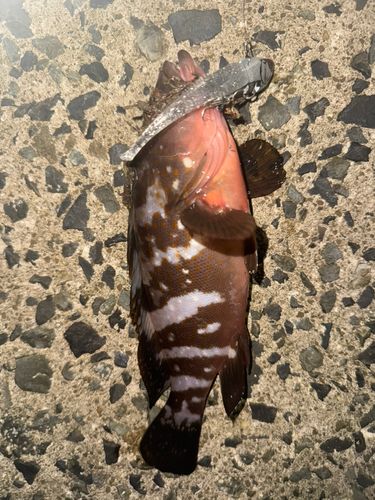 アコウの釣果