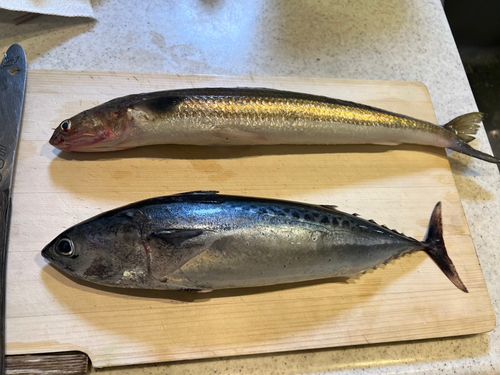 エソの釣果