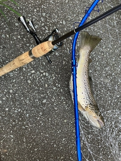 ブラウントラウトの釣果