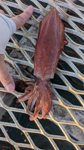 ケンサキイカの釣果