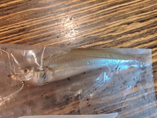 シロギスの釣果