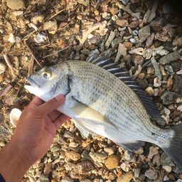 ミナミクロダイ