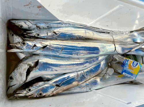 タチウオの釣果