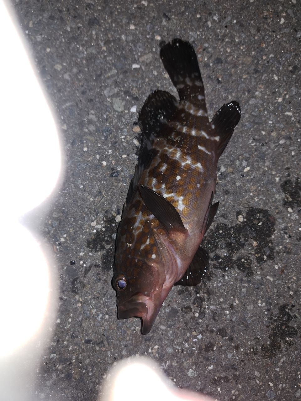 アコウ