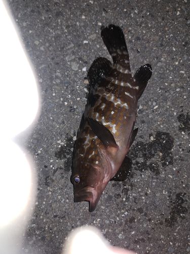 アコウの釣果