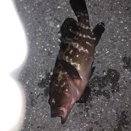 アコウ