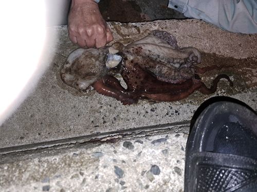 マダコの釣果