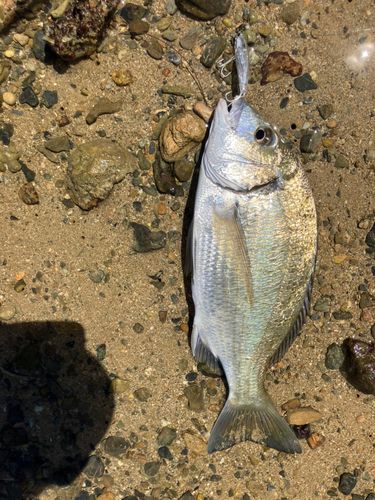 ミナミクロダイの釣果