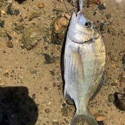 ミナミクロダイ