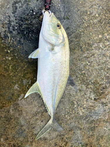 オニヒラアジの釣果