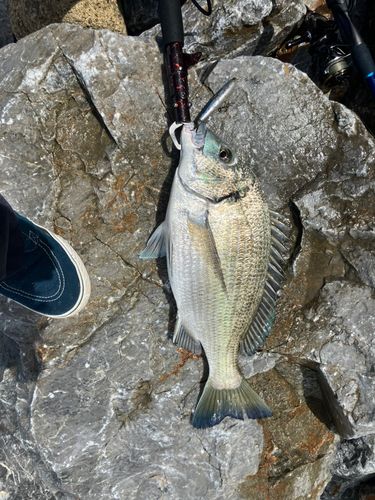 ミナミクロダイの釣果