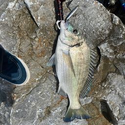 ミナミクロダイ