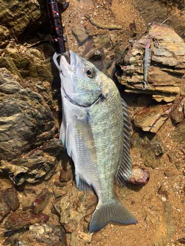 ミナミクロダイの釣果