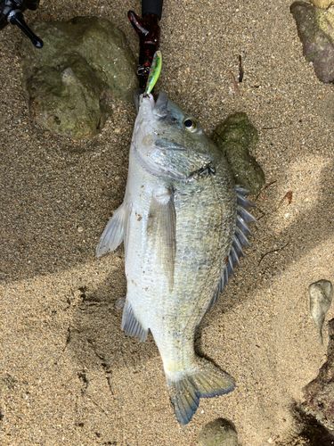 ミナミクロダイの釣果