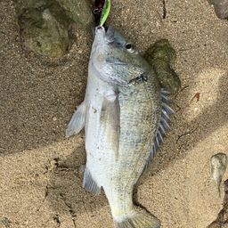 ミナミクロダイ