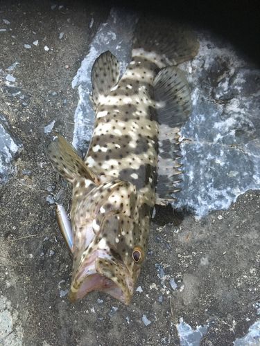 ヤイトハタの釣果
