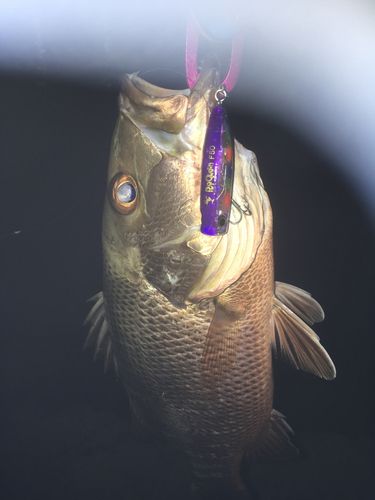 ゴマフエダイの釣果