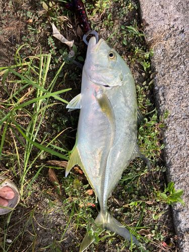 オニヒラアジの釣果