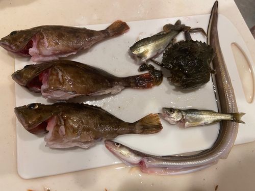 アナゴの釣果