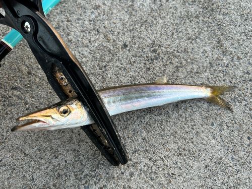 カマスの釣果